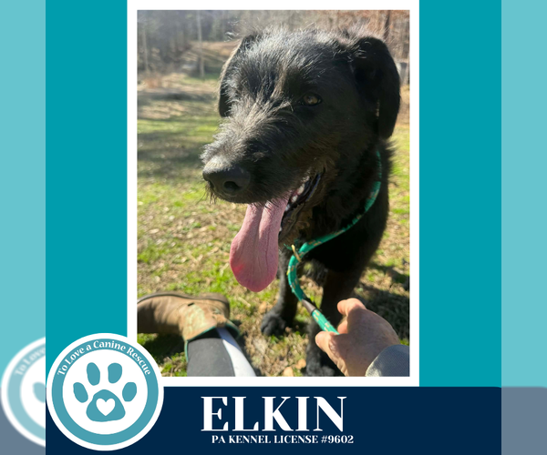 Medium Photo #2 Poodle (Standard)-Unknown Mix Puppy For Sale in Kimberton, PA, USA