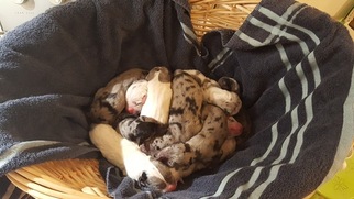 Great Dane Puppy for sale in GASTONIA, NC, USA