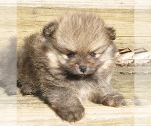 Pomeranian Puppy for sale in DAWSONVILLE, GA, USA