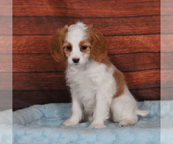 Medium Photo #1 Cavapoo Puppy For Sale in PENNS CREEK, PA, USA