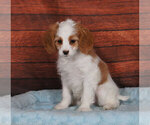 Small Photo #1 Cavapoo Puppy For Sale in PENNS CREEK, PA, USA