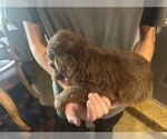 Small #3 F2 Aussiedoodle