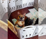 Small #3 French Bulldog