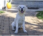Tori - Female Golden Retriever Puppy for Sale - Photo #4