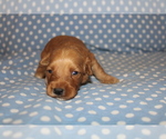 Small Photo #10 Goldendoodle (Miniature) Puppy For Sale in BLMGTN, IN, USA