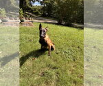 Small #2 Mutt