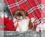 Small #3 Shih Tzu
