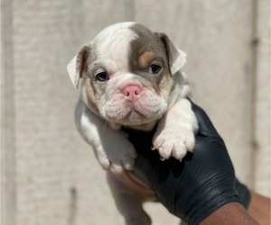 English Bulldog Puppy for sale in CINCINNATI, OH, USA