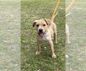 Labrador Retriever-Unknown Mix Dogs for adoption in Mount Pleasant, SC, USA