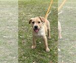 Small Labrador Retriever Mix