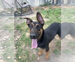 Small #1 Mutt
