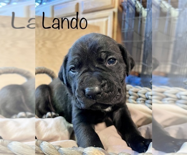 Medium Photo #2 Cane Corso Puppy For Sale in PINE GROVE, CA, USA