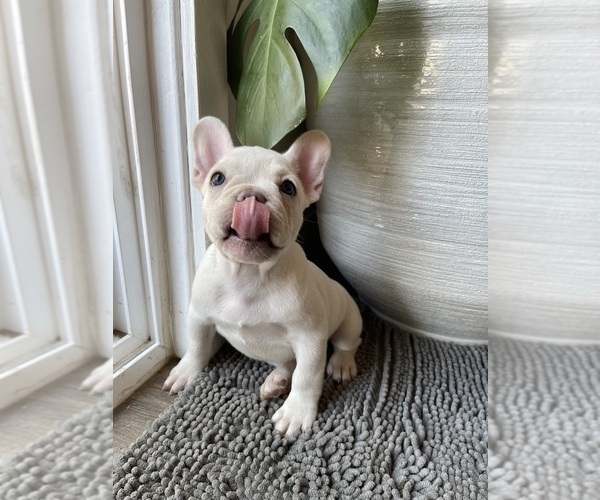 Medium Photo #2 French Bulldog Puppy For Sale in SAN BERNARDINO, CA, USA