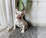 Small #1 French Bulldog