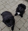 Small Photo #5 Newfoundland Puppy For Sale in DEXTER, MI, USA