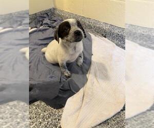 Mutt Dogs for adoption in Brewster, MA, USA