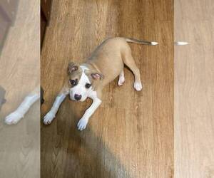 American Pit Bull Terrier Puppy for Sale in BURLINGTON, New Jersey USA