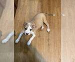 Small American Pit Bull Terrier