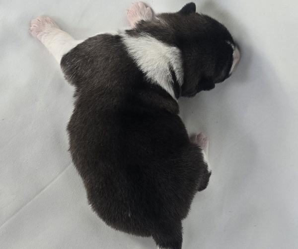 Medium Photo #3 Akita Puppy For Sale in STRAFFORD, MO, USA