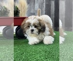 Small #5 Shih Tzu