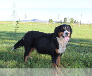 Mother of the Bernese Mountain Dog puppies born on 09/17/2022