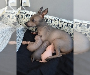 Mother of the American Hairless Terrier puppies born on 05/28/2026