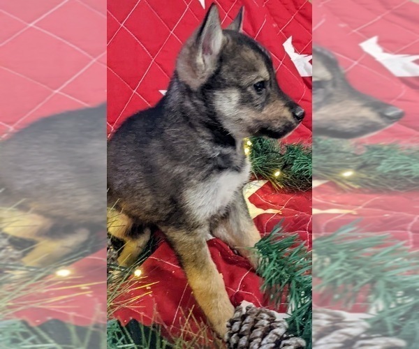 Medium Photo #2 Pomsky-Siberian Husky Mix Puppy For Sale in CENTRALIA, MO, USA