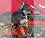 Small Photo #2 Pomsky-Siberian Husky Mix Puppy For Sale in CENTRALIA, MO, USA