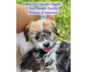 Shorkie Tzu Puppy for Sale in JACKSONVILLE, Florida USA