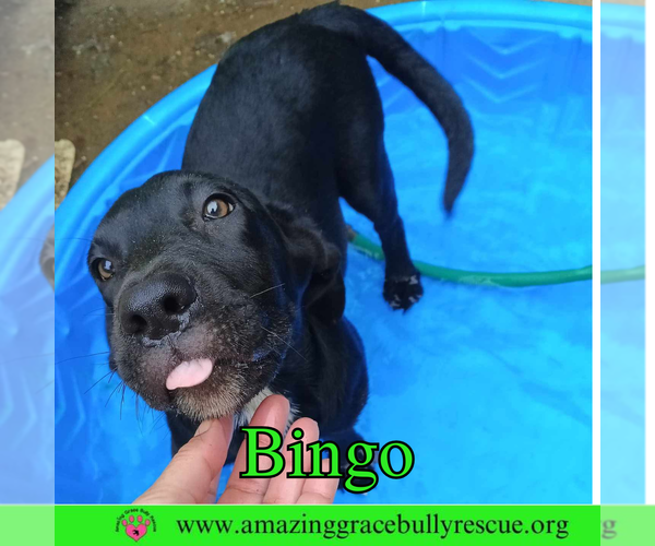Medium Photo #3 Labrador Retriever-Unknown Mix Puppy For Sale in Pensacola, FL, USA