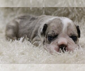 English Bulldog Puppy for sale in SAN FRANCISCO, CA, USA