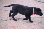 Small Photo #2 Labrador Retriever Puppy For Sale in SENECA, KS, USA