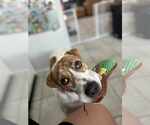 Small #2 Labrador Retriever Mix