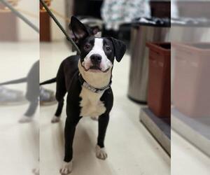 Mutt Dogs for adoption in Center Township, PA, USA