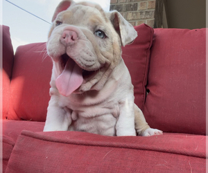 Bulldog Puppy for Sale in SPRING, Texas USA