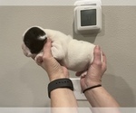 Small #1 French Bulldog