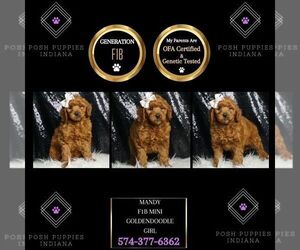Goldendoodle (Miniature) Puppy for sale in WARSAW, IN, USA