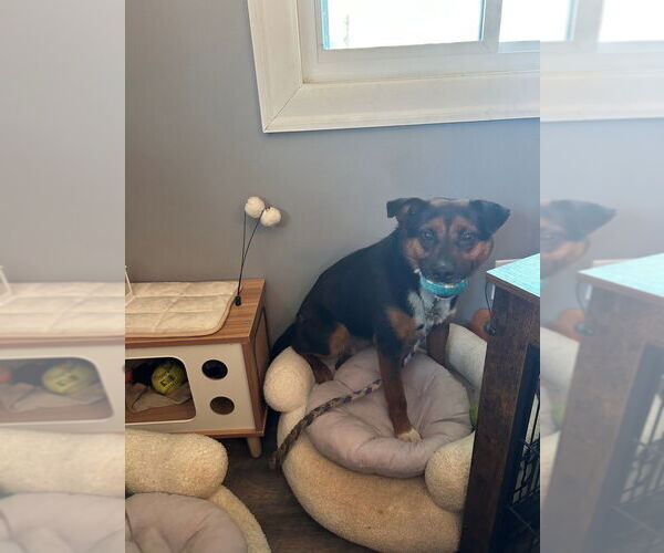 Medium Photo #4 Mutt Puppy For Sale in Springdale, PA, USA