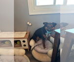 Small #3 Mutt