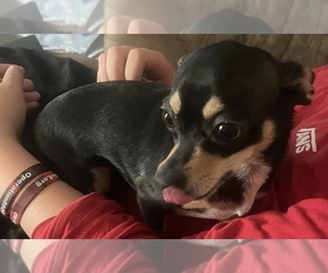 Chihuahua Puppy for sale in MC COOK, NE, USA