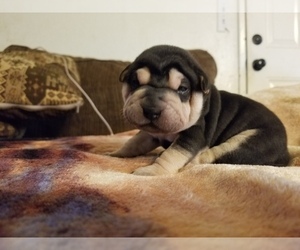 Chinese Shar-Pei Puppy for Sale in APPLE VALLEY, California USA