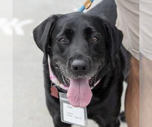 Runa - Female Labrador Retriever Dog for Adoption - Photo #8