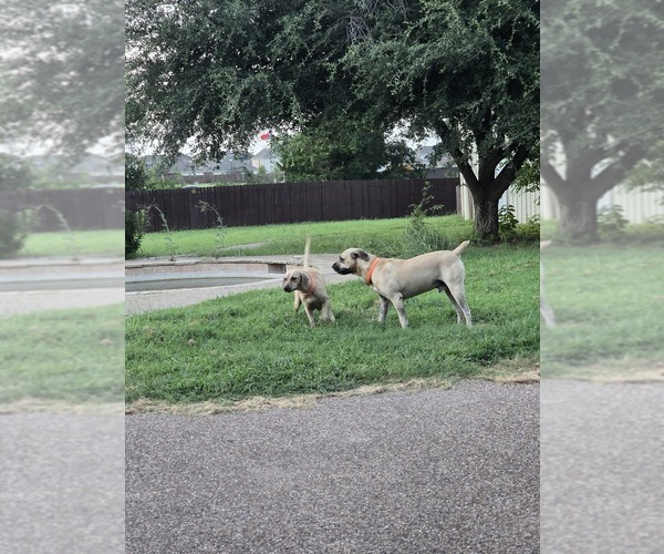 Medium Photo #12 Black Mouth Cur Puppy For Sale in ROYSE CITY, TX, USA