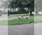 Small #11 Black Mouth Cur