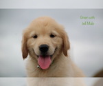 Small Photo #25 Golden Retriever Puppy For Sale in KEMP, TX, USA