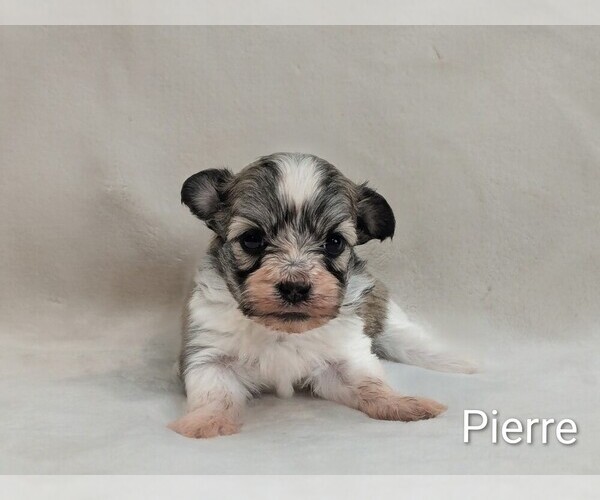 Medium Photo #1 Havanese Puppy For Sale in VANCOUVER, WA, USA