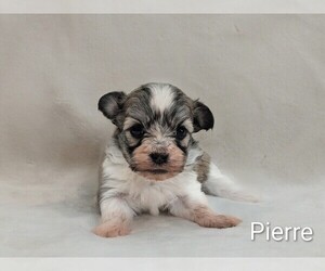 Havanese Puppy for sale in VANCOUVER, WA, USA