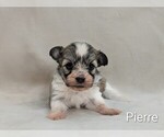 Image preview for Ad Listing. Nickname: Pierre
