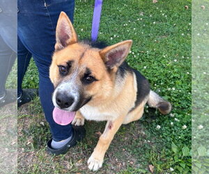 Mutt Dogs for adoption in Yardley, PA, USA