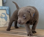 Small #7 Labrador Retriever